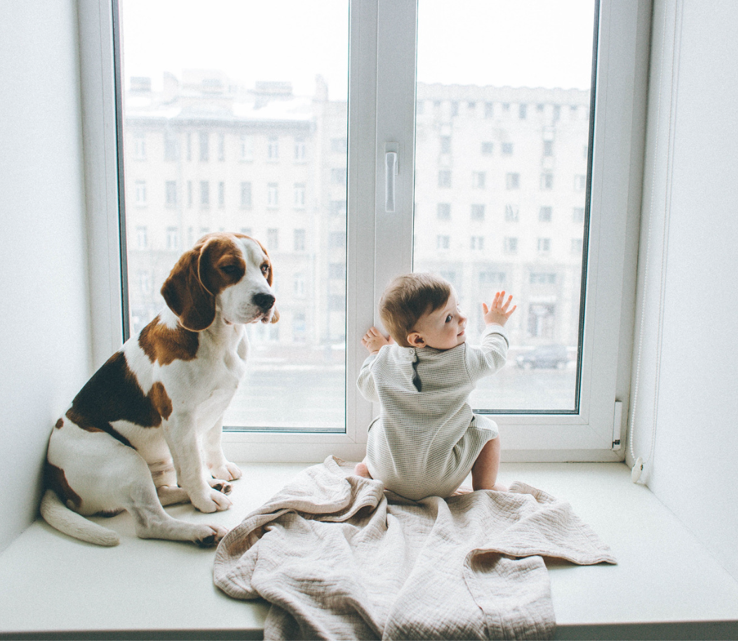 Baby and dog in clean home looking out window