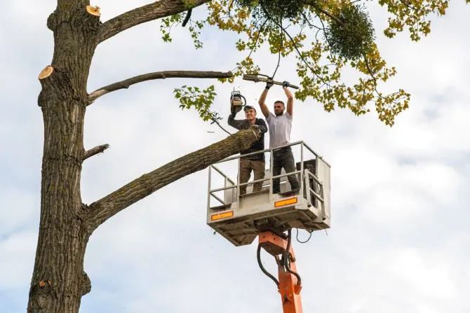 Two workers in a lift trimming branches from a large tree
