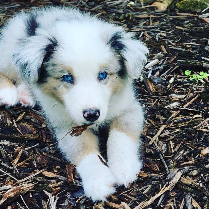 Puppy with blue eyes, resting on wood chips. Tan and gray fur, holding a twig.
