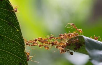 Ant Removal — Ants Going on a Leaf in Cajon, CA