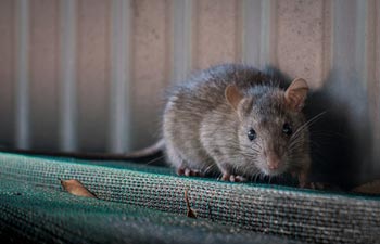 Rat Removal — Rat Crawling in Cajon, CA