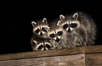 Large Animal Removal — Raccoon Family in Cajon, CA