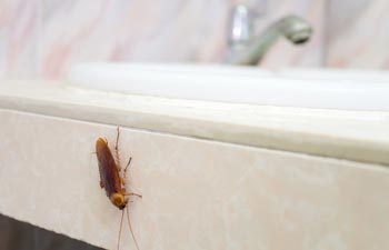 Cockroaches — Cockroach on a Sink in Cajon, CA