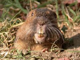 Gopher and Voles — Gopher on Grass in Cajon, CA