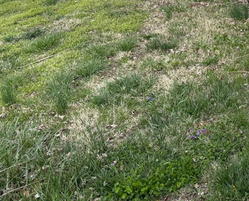 Yard Fungus| Hackmann Lawn | St. Charles MO