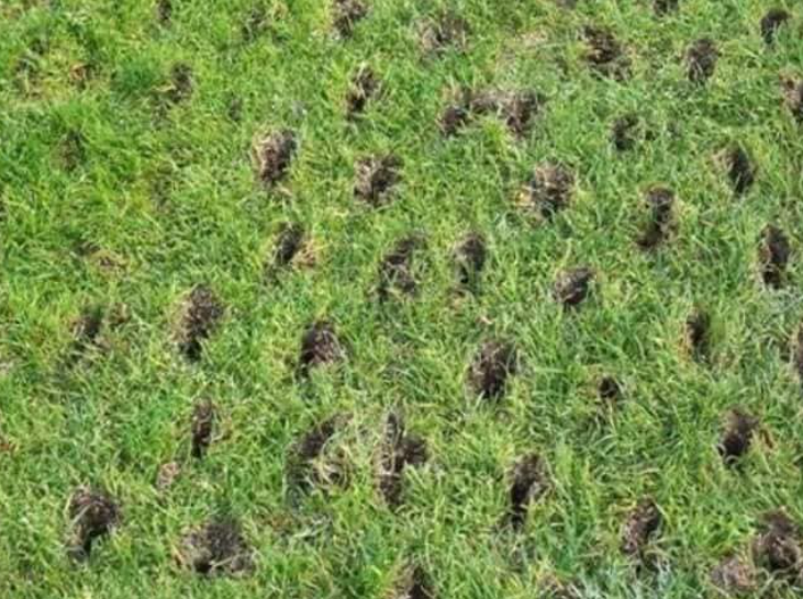 Lawn Aeration tips| Hackmann Lawn | St. Louis MO