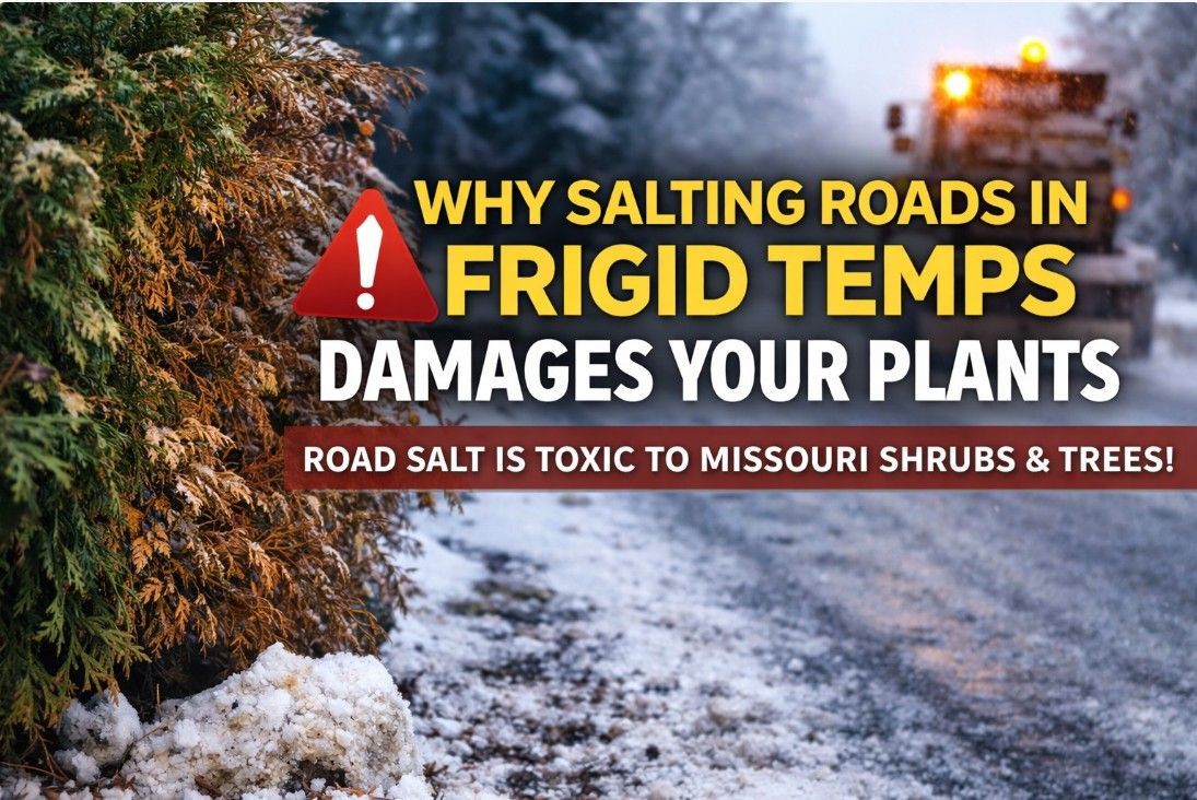 how snow melting salt can hurt your plants | Hackmann Lawn | St Louis MO