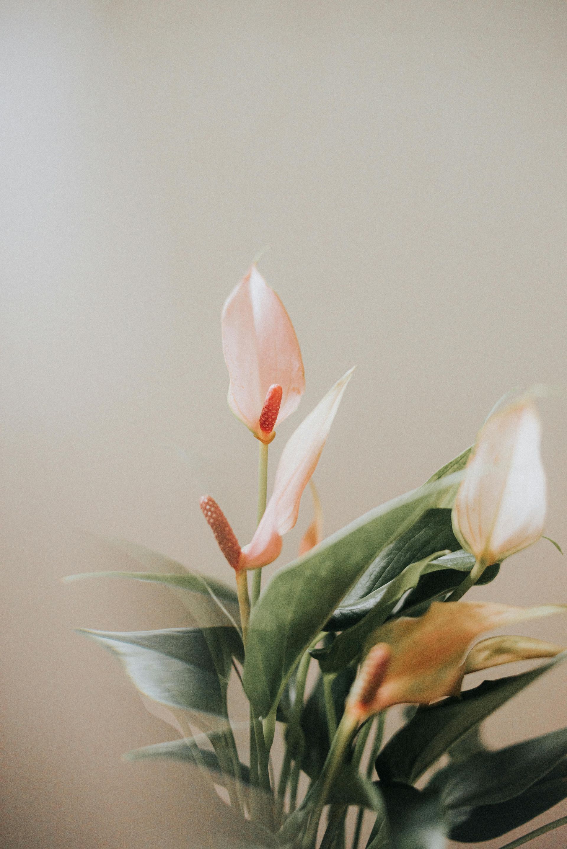 peace lily | Hackmann Lawn | St Charles MO