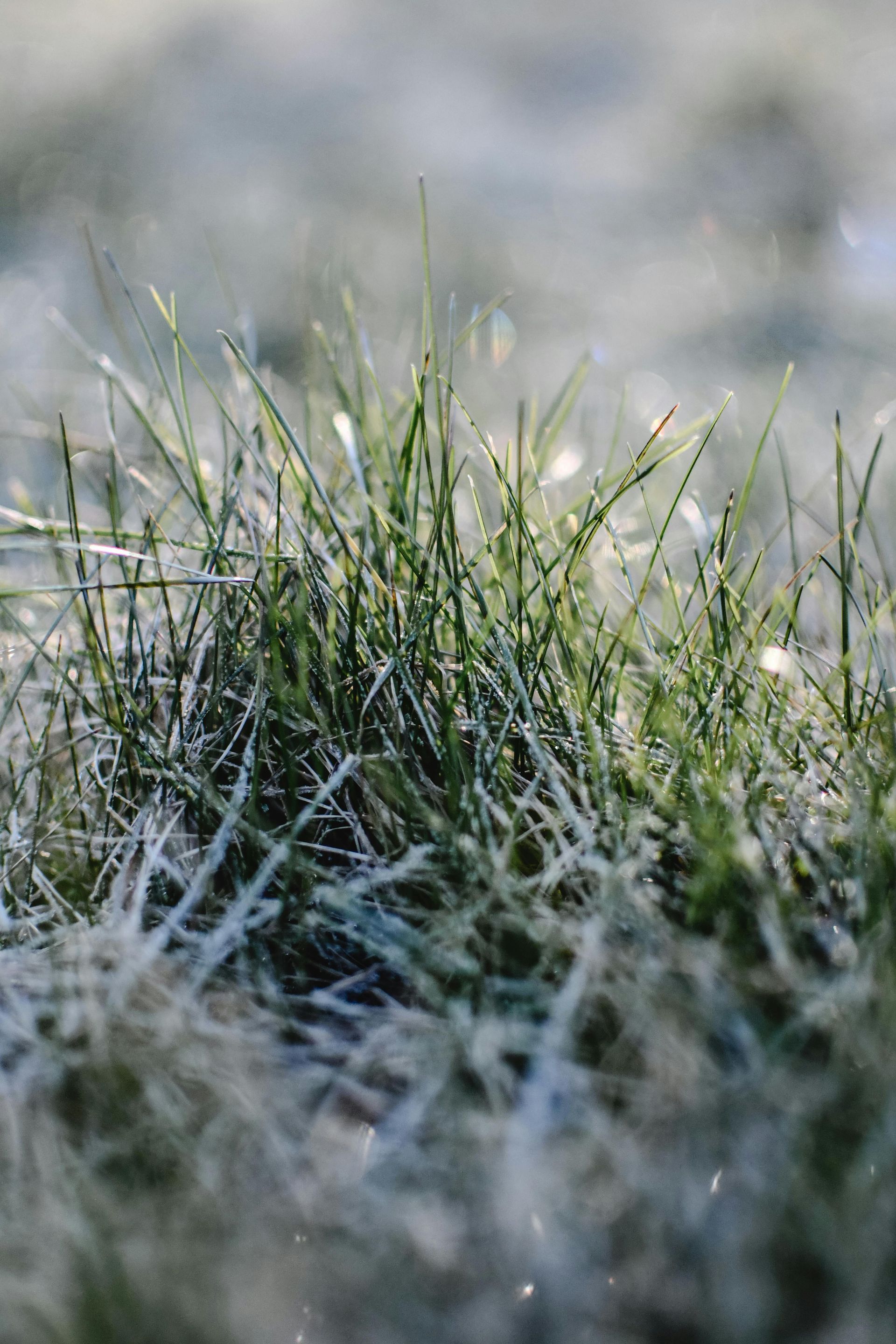 frozen grass | Hackmann Lawn & Landscape | St. Charles MO