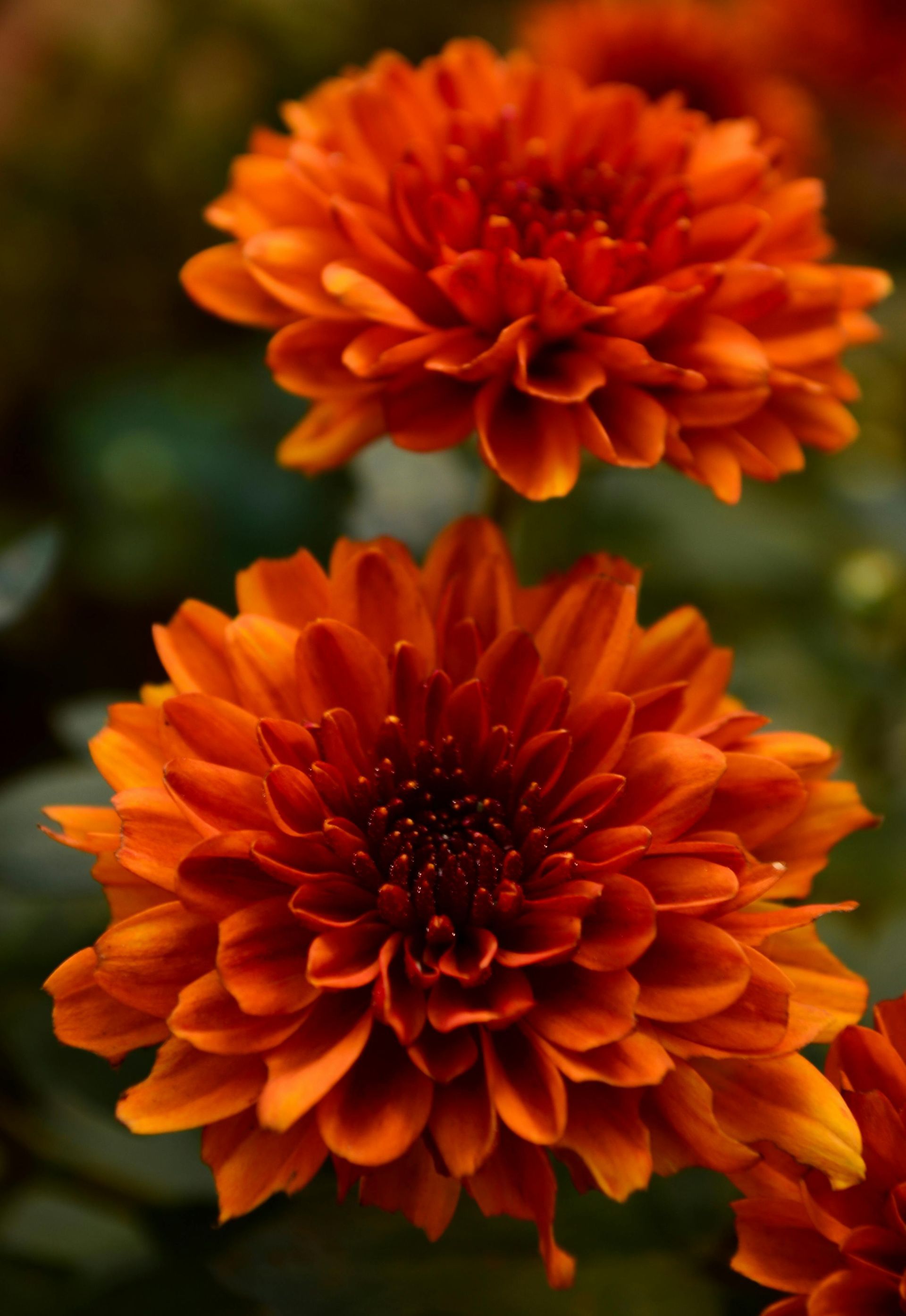 garden mums | Hackmann Lawn | St. Peters MO