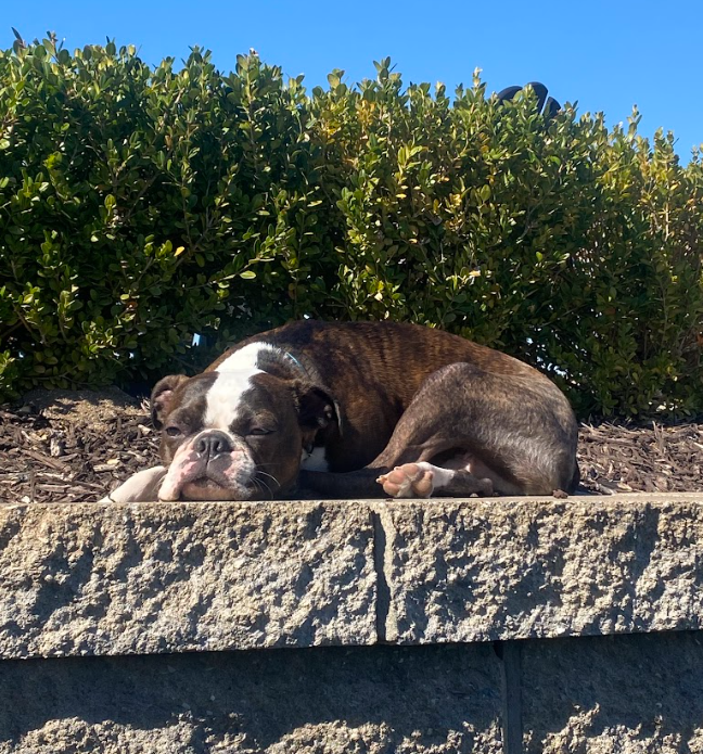 Cute dog on retaining wall  | Hackmann Lawn | STL