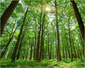  forest of tress with light shining through 