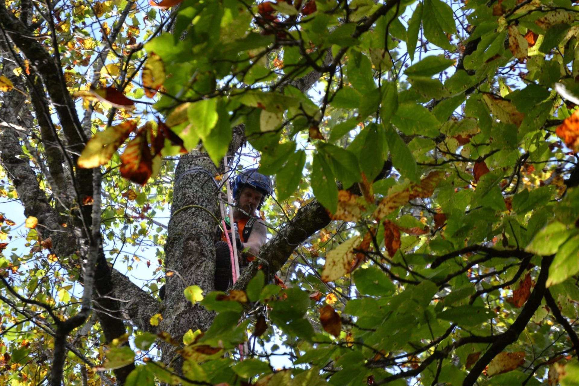 Arborist in safety gear, aloft in a tree, aiming a rope with a throwing tool.