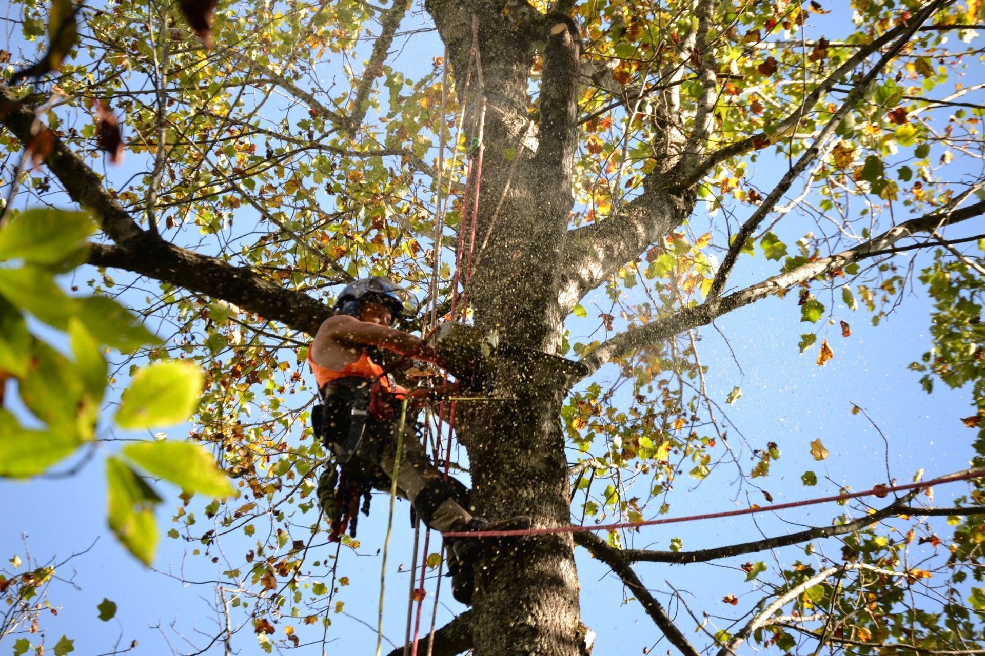 Stump being carved by a chainsaw outdoors on a sunny day. Sawdust and a house in the background.