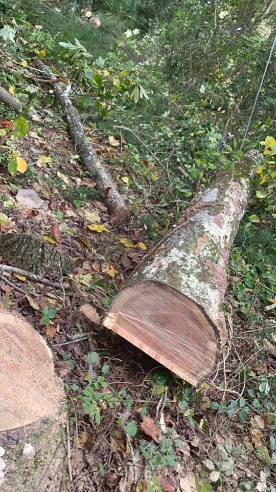 Cut tree trunk on a hillside, surrounded by leaves and foliage, showing the wood's core and the freshly cut side.