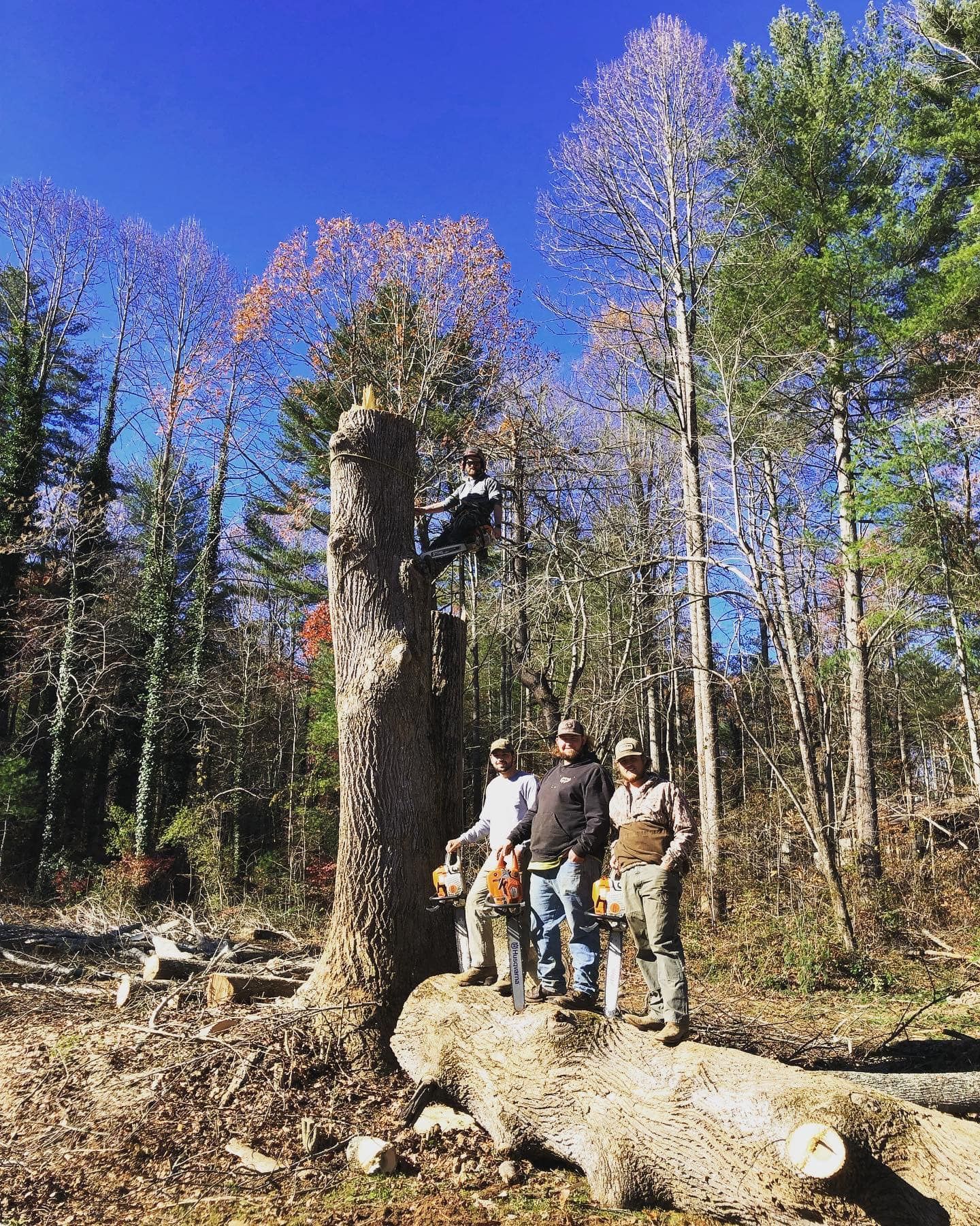Four people near a tree trunk in a sunny forest, one up high, all with chainsaws, ready to cut wood.