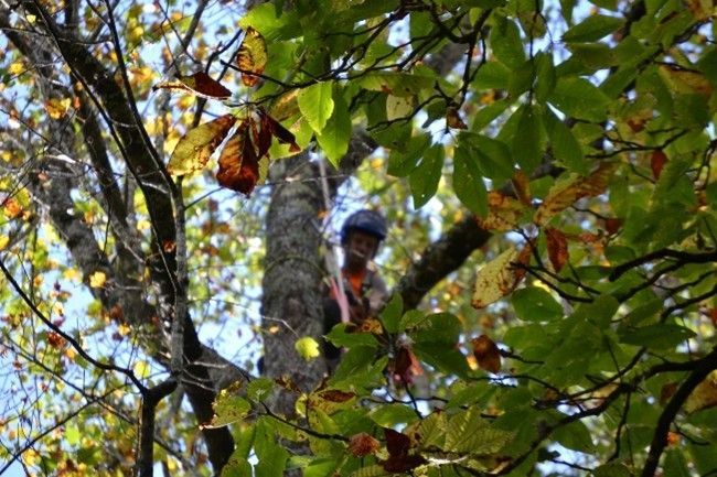A person climbing a tree surrounded by green and yellow leaves.