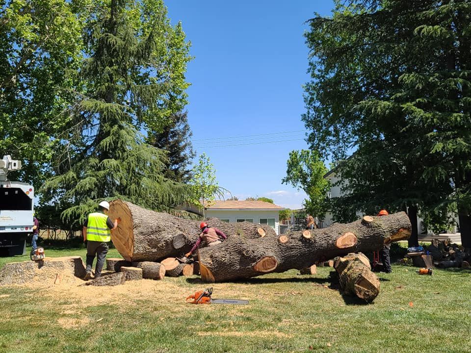 Workers cutting a large fallen tree into sections on a grassy lawn under a sunny sky.