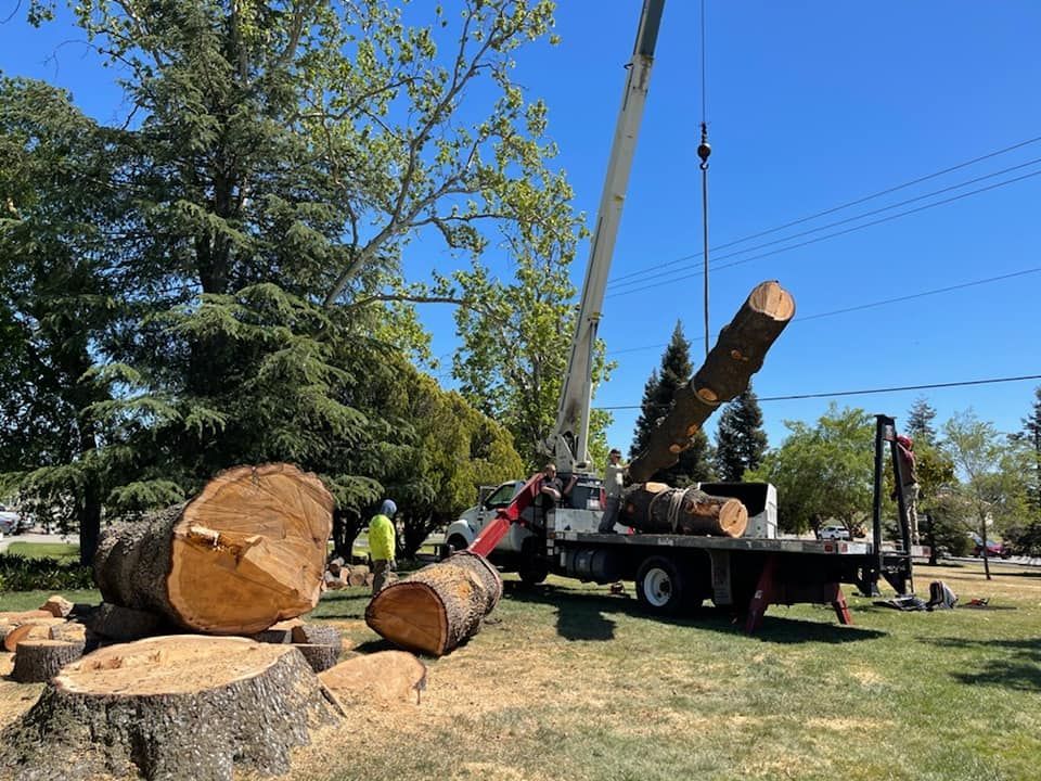 A crane loading tree logs onto a truck on a sunny day. A worker in a vest observes.