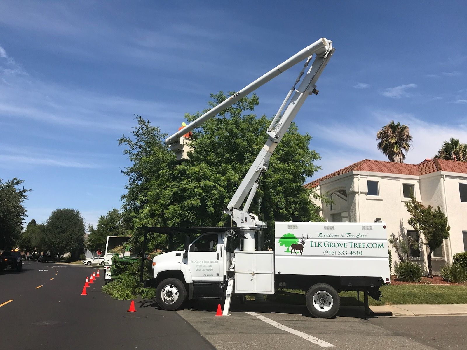 Pile of freshly cut tree logs on a lawn in front of a house, sunny day.