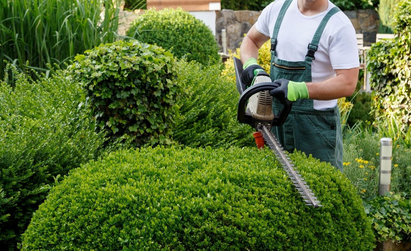 Person trimming a rounded green bush with a hedge trimmer in a garden.