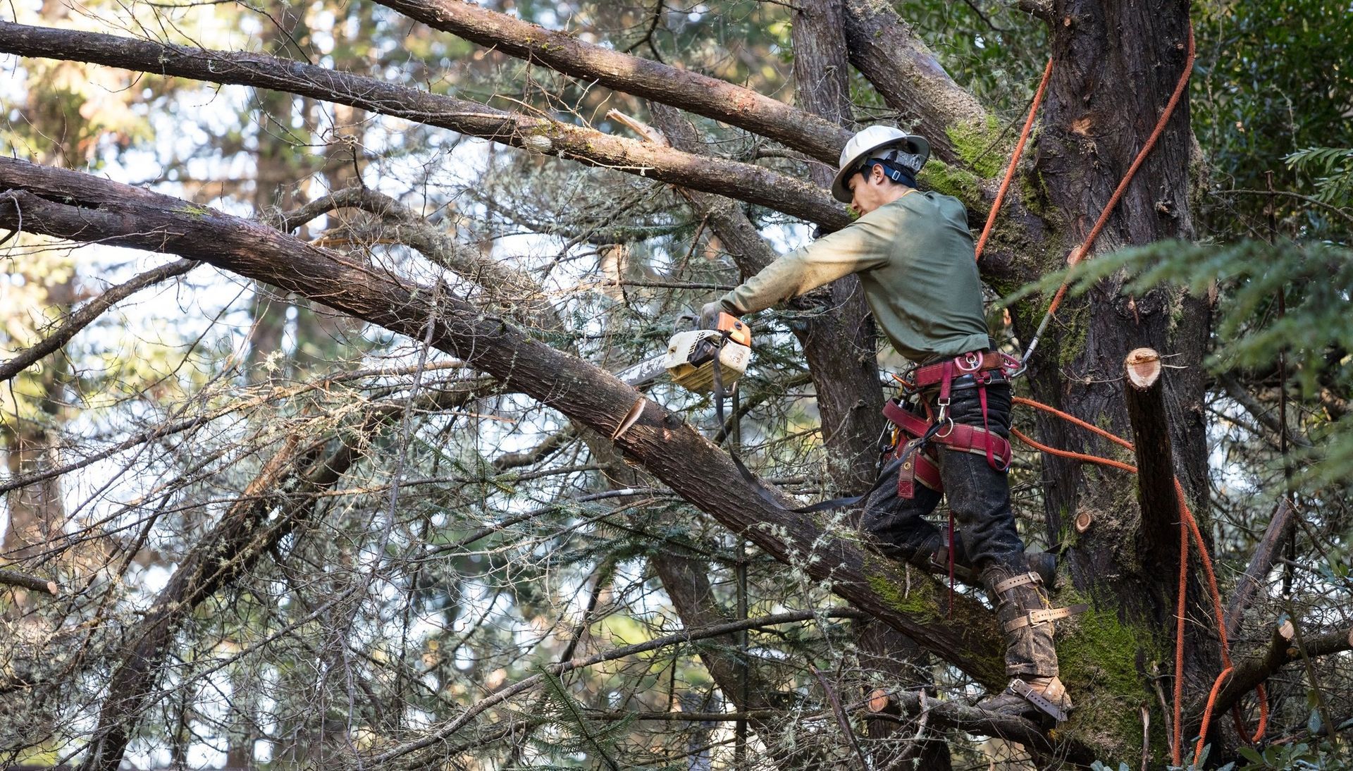 Arborist wearing safety gear, using a chainsaw to cut a tree branch.