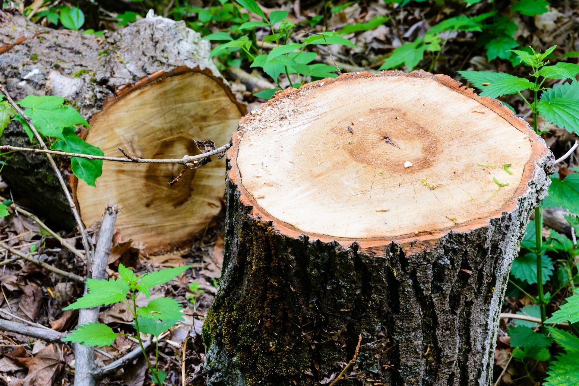 Two tree stumps with visible rings in a forest setting, surrounded by green foliage.