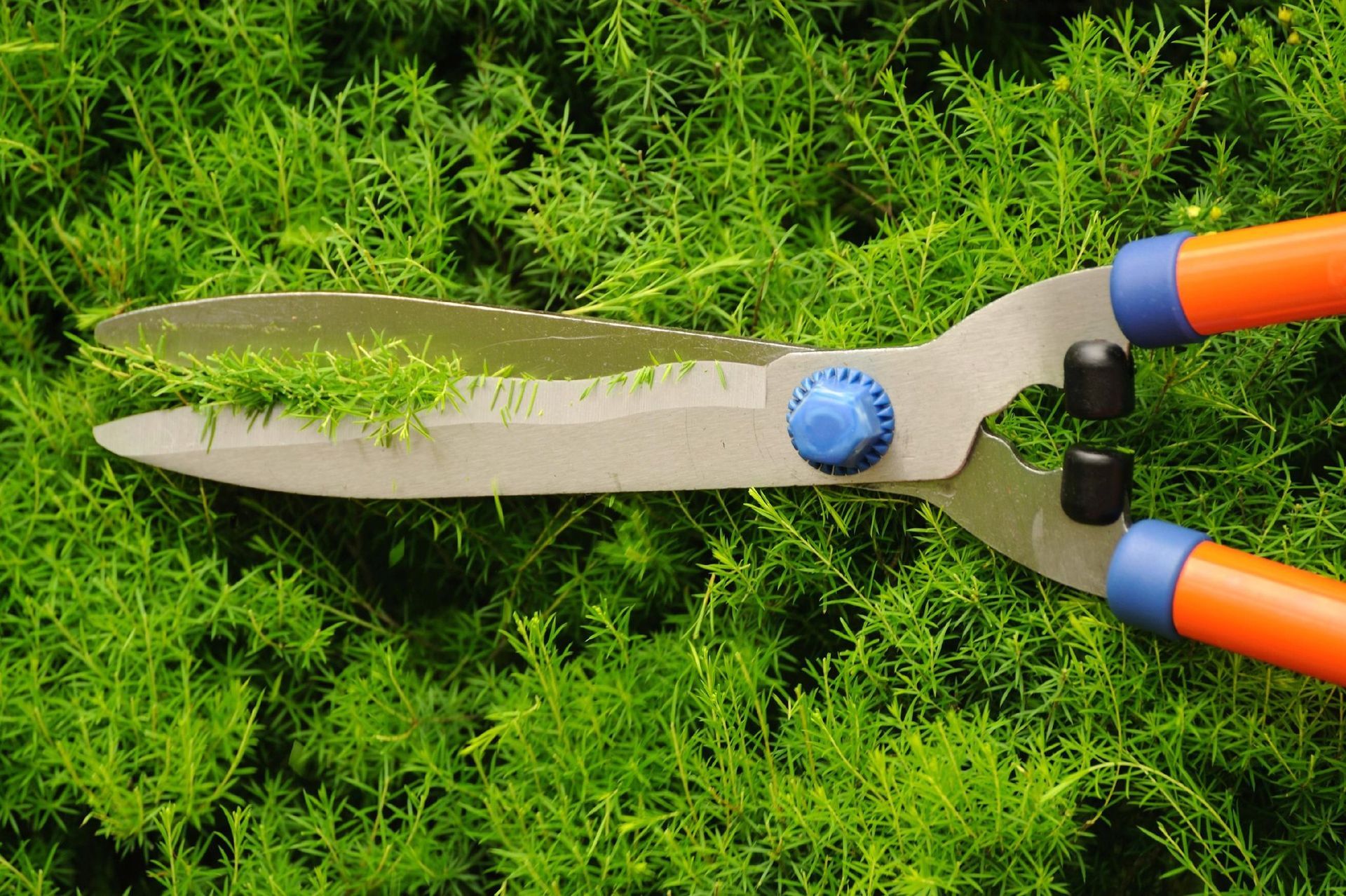 Hedge shears cutting a green bush, orange and blue handles, bright sunlight.
