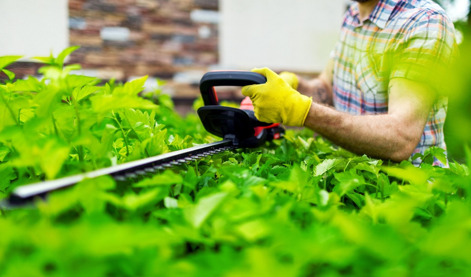 Person in yellow gloves trimming green hedge with hedge trimmer.