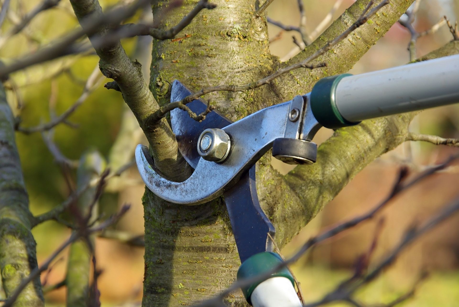 Pruning shears cutting a tree branch outdoors.