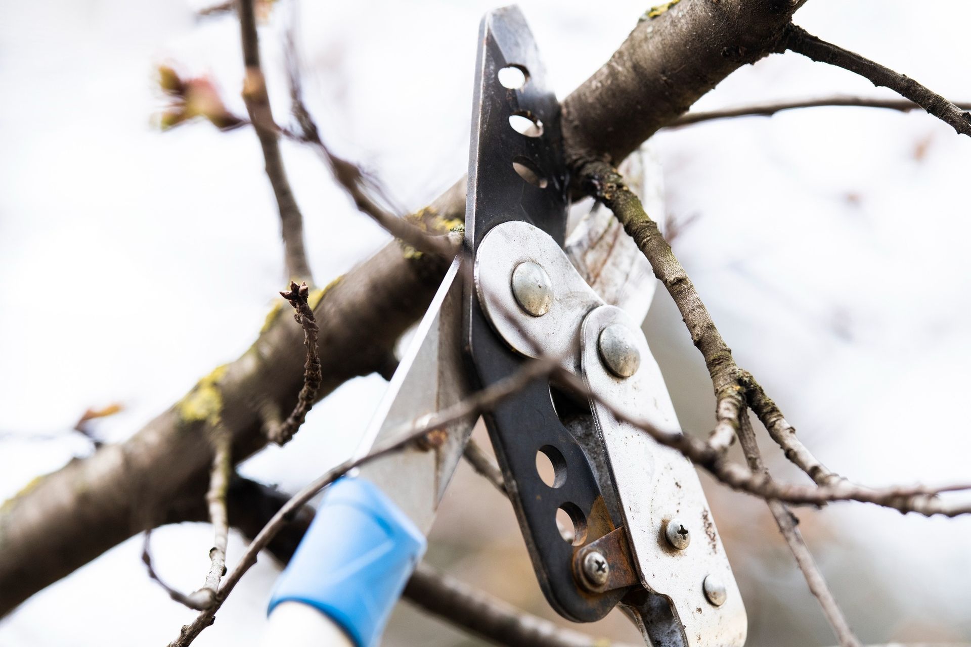 Pruning shears cutting a tree branch against a blurred outdoor background.