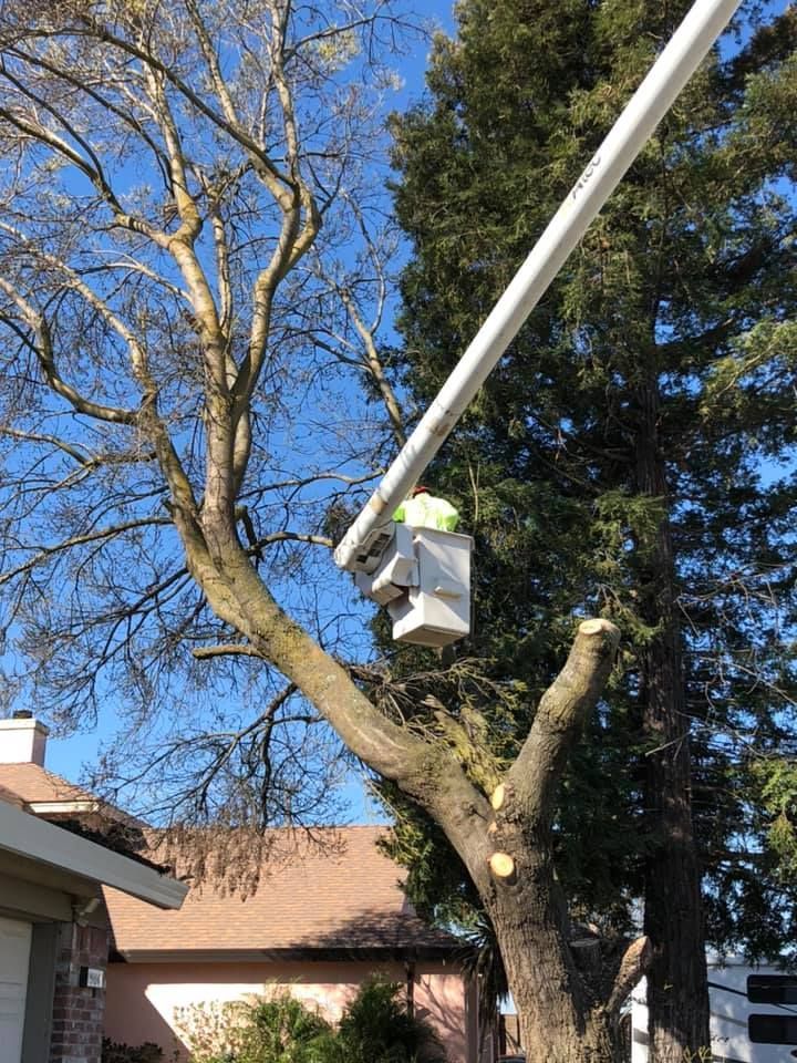 Arborist in a bucket lift trimming a tree in front of a house on a sunny day.
