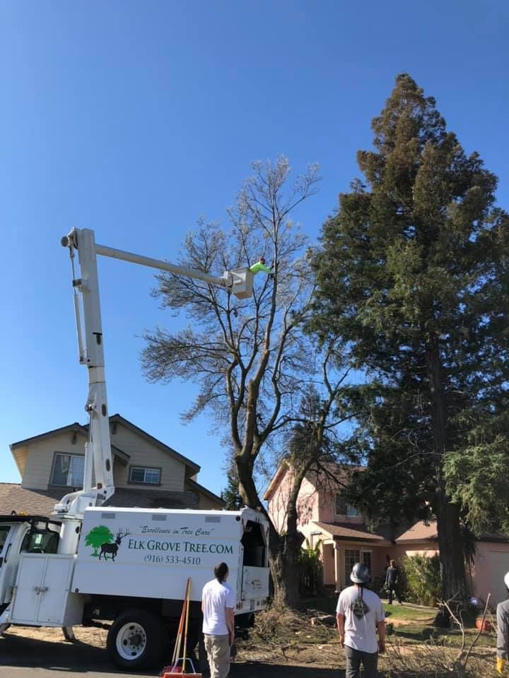 A tree service truck with a raised boom trims a tree near a house on a sunny day.