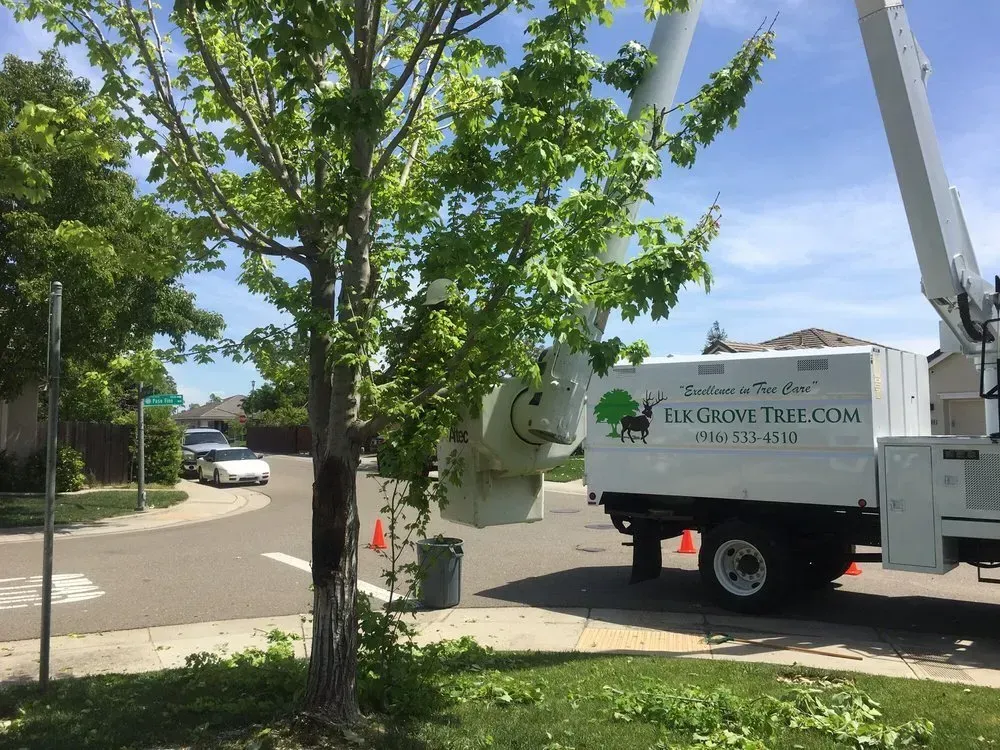 Tree being trimmed by a bucket truck on a residential street. Green tree, white truck, blue sky.