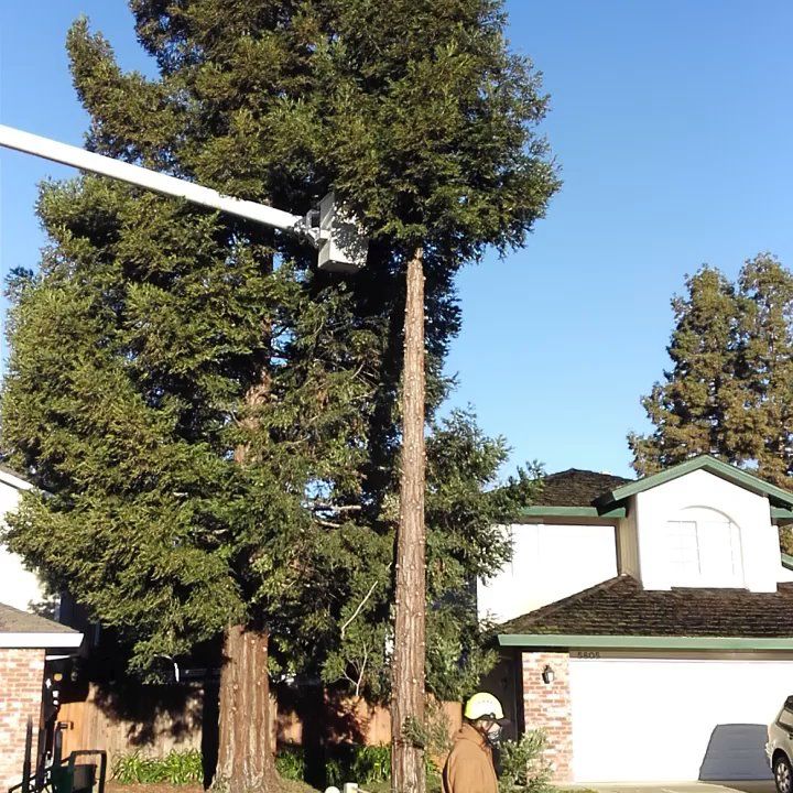 Lush green tree in front of a house on a sunny day. Street and bushes in view.