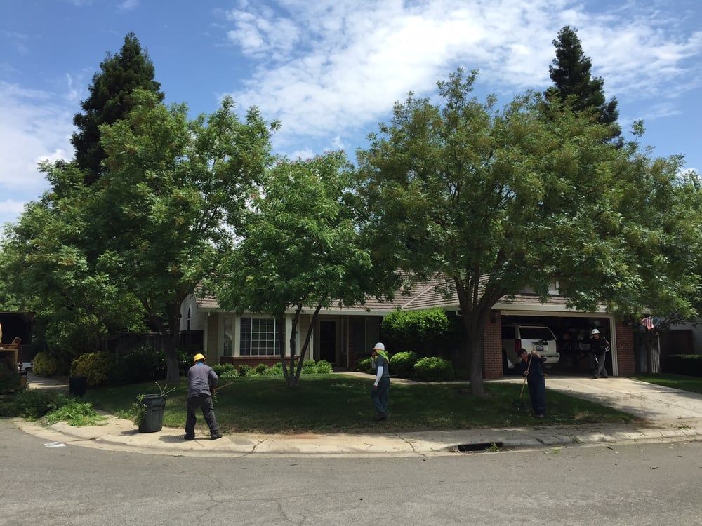 Workers trimming trees in front of a house on a sunny day. Two workers hold tools, and one stands by a trash can.