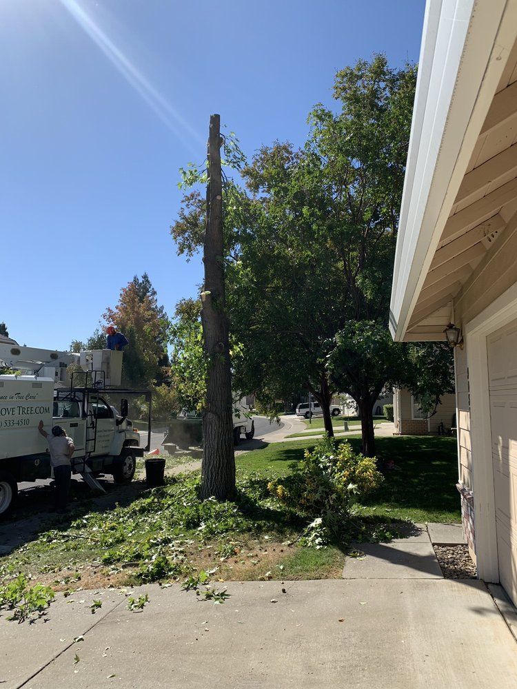 Tree being cut down near a driveway; a truck with workers is present.