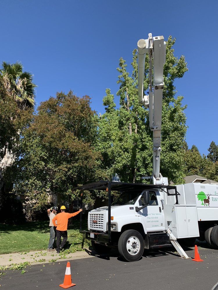Tree service truck with boom trimming a tree; two workers in orange vests direct operations on sunny day.