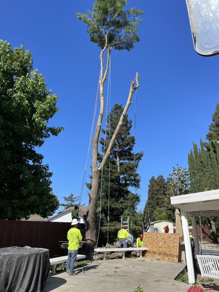 Tree removal: workers in safety vests are cutting down a tall tree with ropes on a sunny day.