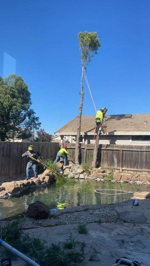 Tree trimmers cutting down a tall tree near a house and pond on a sunny day.