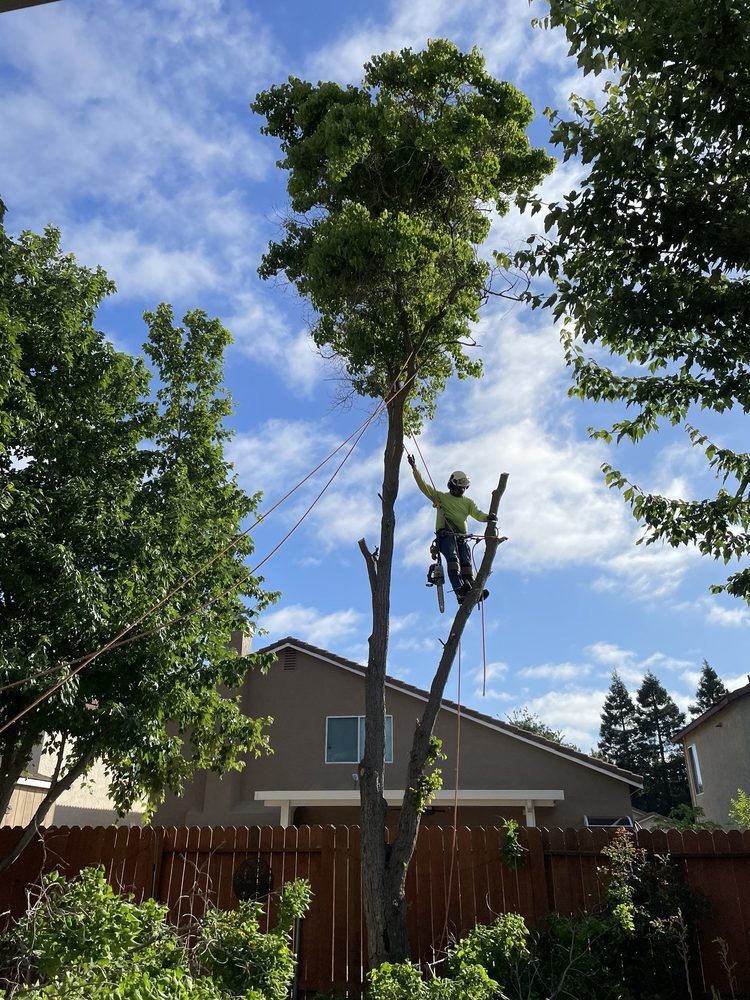 Arborist in safety gear trimming a tall tree with a chainsaw, ropes, and a blue sky in background.