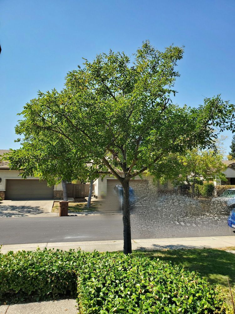 Green leafy tree on a sunny street with houses and lawn in background.