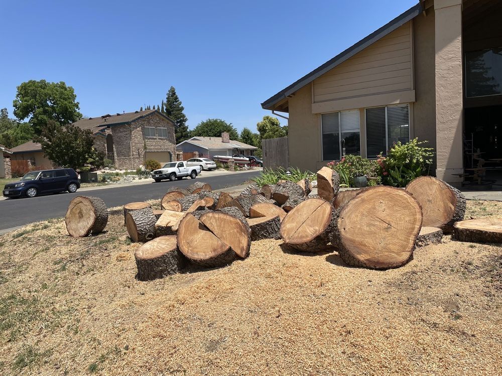 Cut logs on a dirt patch in front of a house, with a street and parked cars in the background.