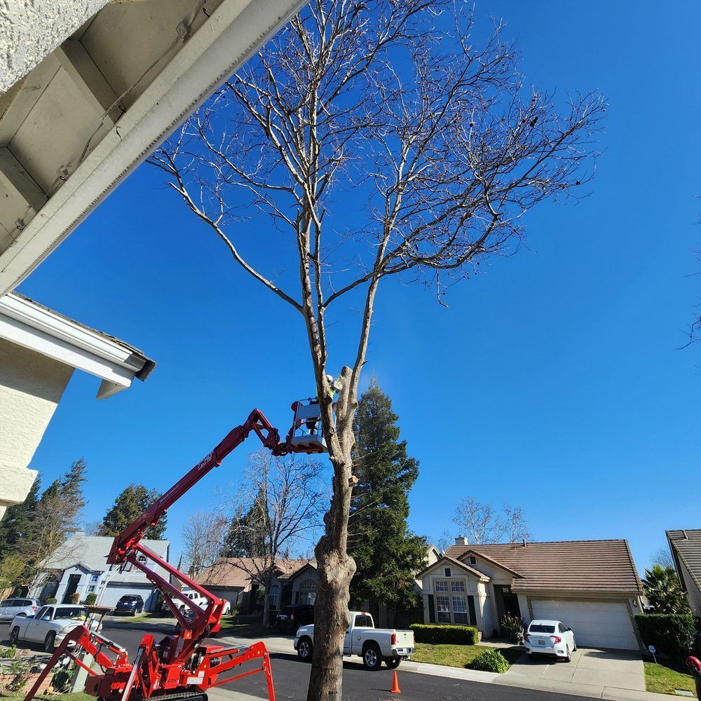 A worker in a lift trims a bare tree under a clear blue sky in a residential neighborhood.
