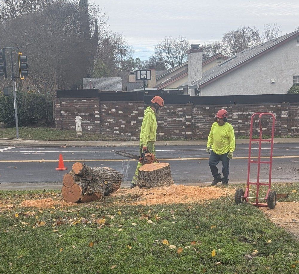 Two workers in safety gear cutting a tree stump by a road. One holds a chainsaw, and the other stands nearby.