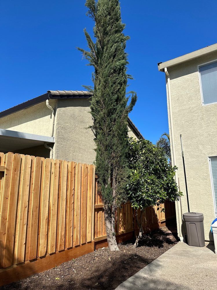 Tall, slender evergreen tree between a wooden fence and a stucco building, under a clear blue sky.