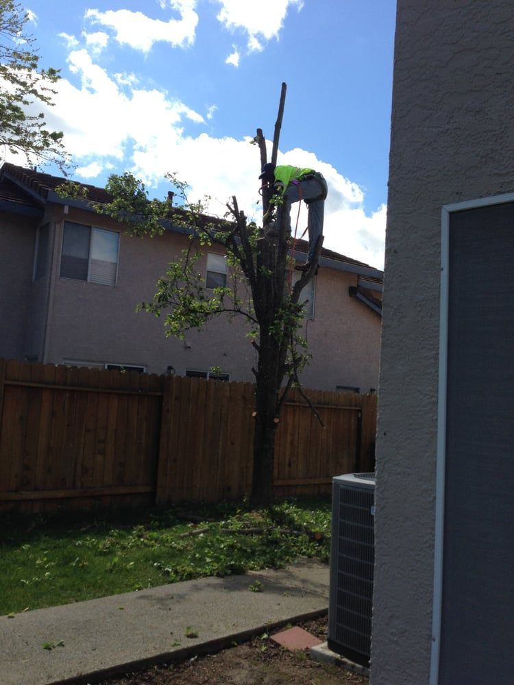 A person in safety gear is trimming a tree in a residential backyard.
