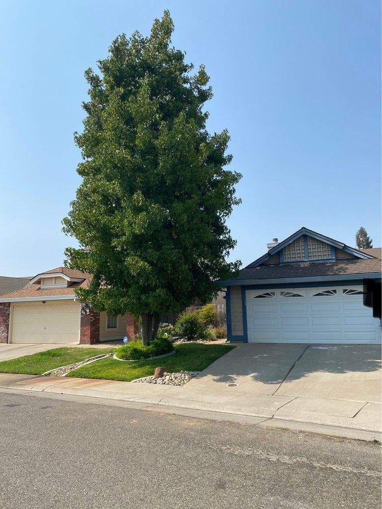 Two houses with driveways, a large tree, and a blue sky.