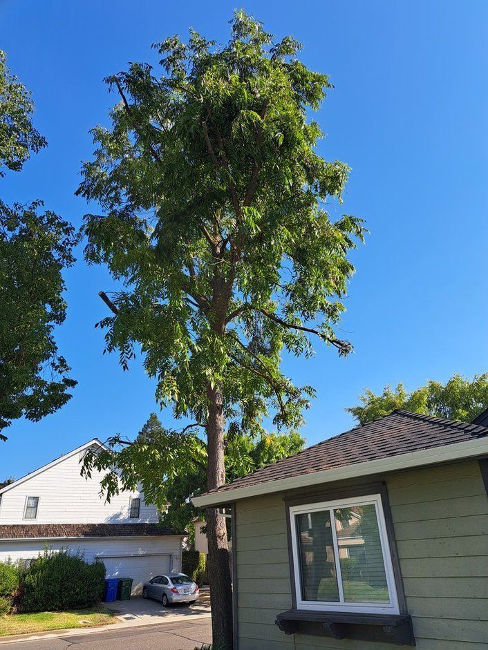 Tall tree with green leaves towers over a house with a green facade and a white building in the background.