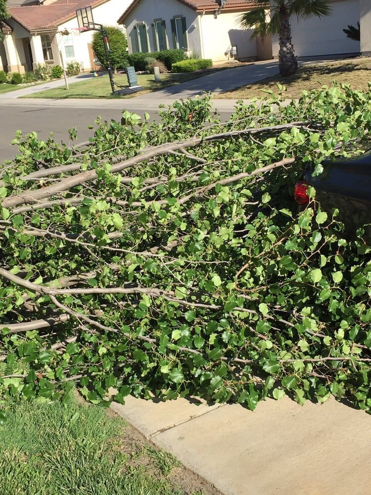 Branches with green leaves on a sidewalk, next to grass and a street with houses.